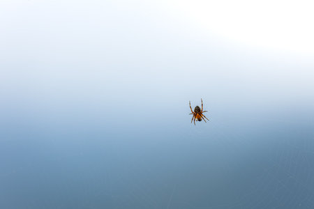 Spider on the web in the morning. Macro photo of a spider.の写真素材