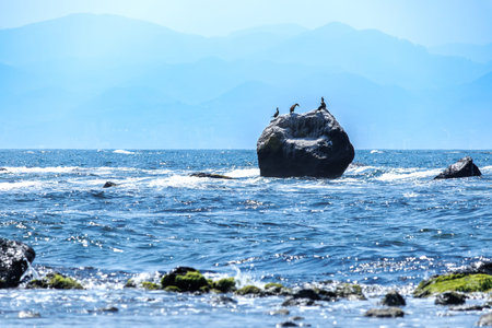 Cormorants on a rock in the sea. Toned.の写真素材