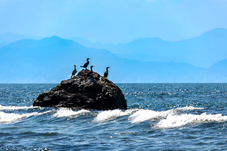 Cormorants on a rock in the sea, Yason Burnu, Orduの写真素材