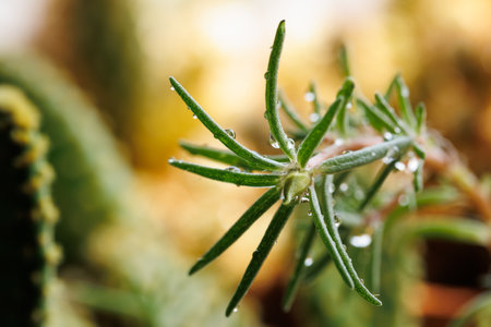 close up of cactus plant with water droplets on the leavesの写真素材