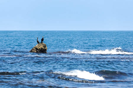Cormorant sitting on a rock in the middle of the seaの写真素材