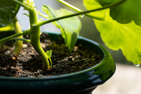 Young green cucumber seedling in a pot on a wooden tableの写真素材