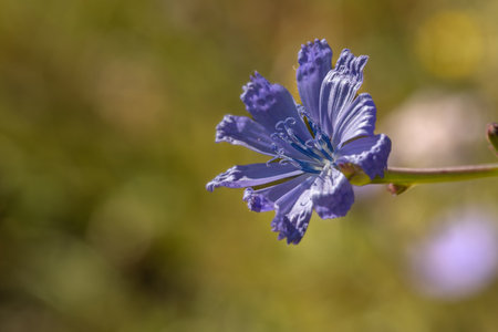 A purple flower on the blurry backgroundの写真素材