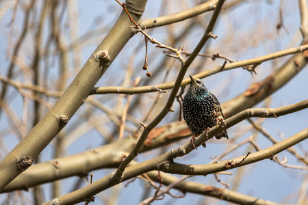 Starling sitting on a branch of a tree in the spring.