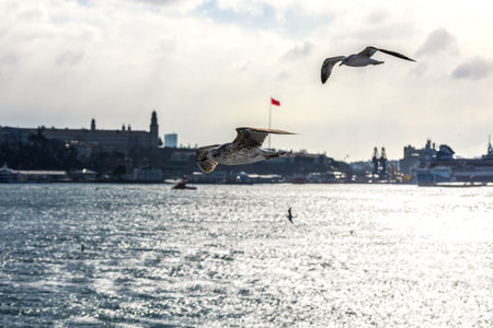 Seagulls flying over the city of Istanbul, Turkey.