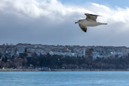 Seagull flying in the sky over the city of Istanbulの写真素材