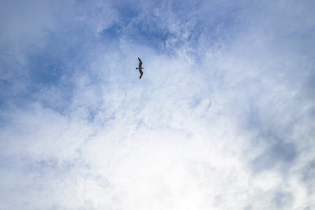 Seagull flying in the blue sky with white clouds, nature background