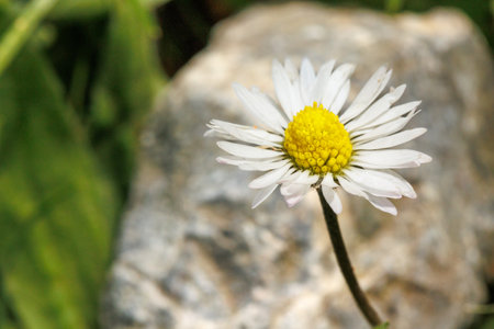 Daisy flower on a background of green grass and stones close-upの写真素材