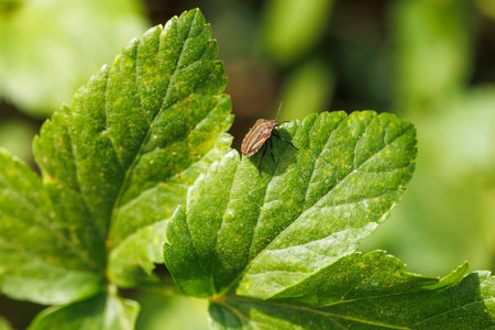 a red bug on green leaf in the nature or in the garden