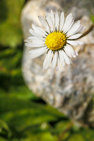 Daisy flower on a background of green grass and stone. Selective focus.の写真素材