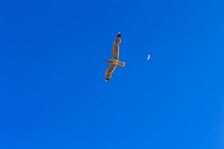 Seagull flying in the blue sky with moon in the backgroundの写真素材