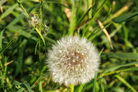 Dandelion seeds on green grass close-up. nature background