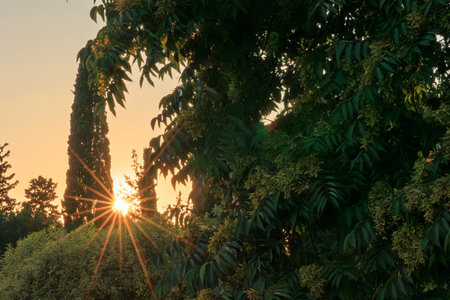 Sunset in the park with trees and bushes. Summer landscape.の写真素材