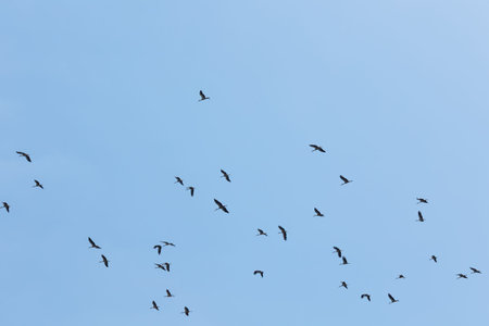 flock of storks flying in the blue sky, nature series