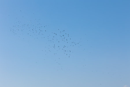flock of migratory birds flying in the blue sky, beautiful photo digital picture, storksの写真素材