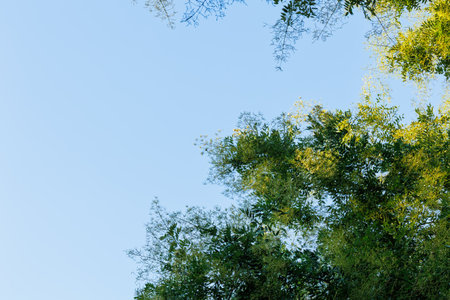 green leaves on blue sky background with copy space for text.の写真素材