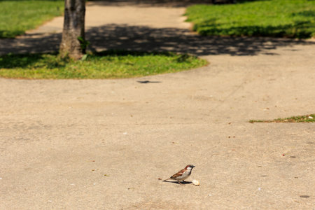 Sparrow walking on the ground in the park. Selective focus.の写真素材