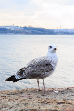 Seagull on the background of the sea in Istanbul, Turkeyの写真素材