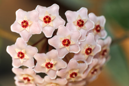 Hoya flower in the garden. Close up of Hoya flower.の写真素材