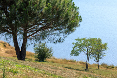 Pine tree and other trees on the shore of a lake in the summer.の写真素材