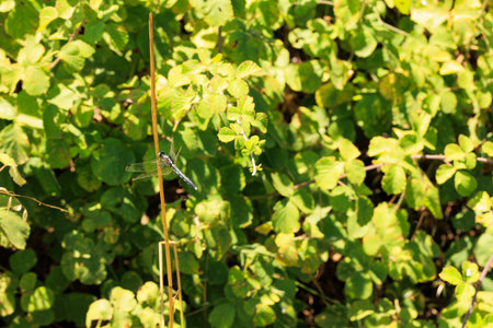 Dragonfly on a green leaf in the garden in the morning.