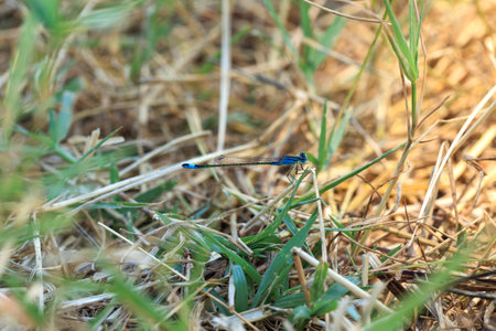 Blue damselfly on the grass in the field. Close-upの写真素材