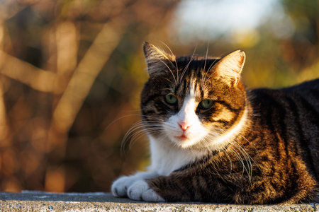 Cute cat lying on the wall. Selective focus.の写真素材