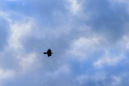 Silhouette of a crow flying in the blue cloudy sky.