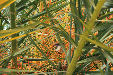 Sparrow on a palm tree in the garden. Selective focus.