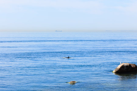 a dolphin passing through the Marmara sea and a seagull on the rock