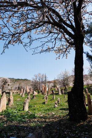 silhouette of a tree in the ancient graveyard under blue sky and mountain landscape in Konyaの写真素材