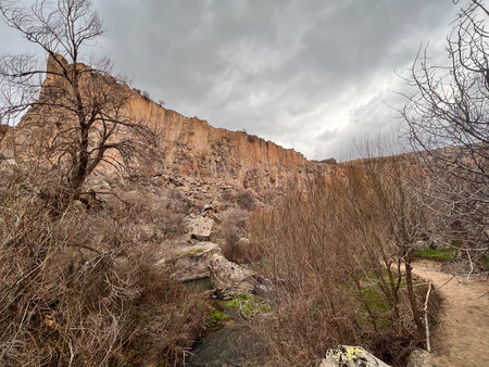 a view of a rocky cliff behind a dried tree on a cloudy dayの写真素材