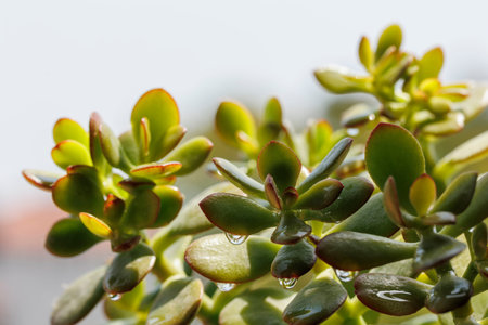 green leaves on the plant in the garden
