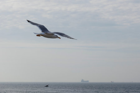 Seagull flying in the sky over the sea with a ship in the backgroundの写真素材