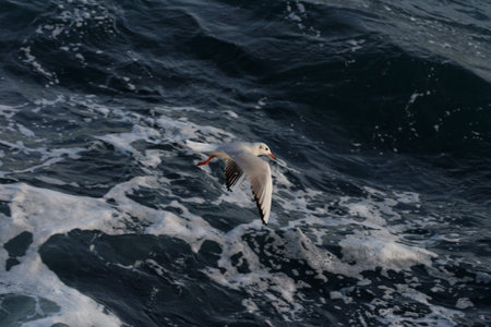 seagull flying in the blue sea, photo as a background, digital image