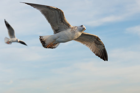 Seagull flying in the blue sky, closeup of photo