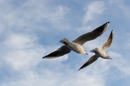 Two seagulls flying in the blue sky, close up