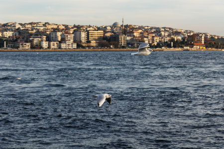 Seagulls flying over the sea in Istanbul, Turkey.の写真素材