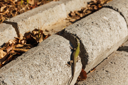 a lizard on the stone and stone texture background on a sunny dayの写真素材