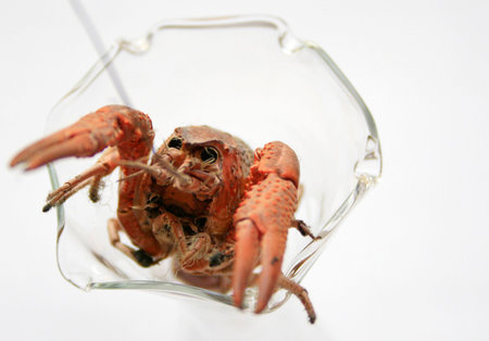 Lobster Cocktailの写真素材