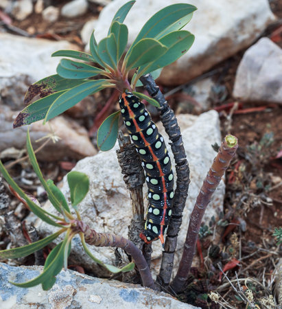 caterpillar in its natural habitat / environment