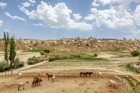 horse farm in Cappadocia / Turkeyの写真素材