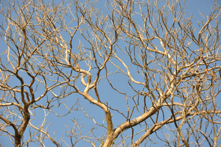 sky, blue sky behind the dead plant