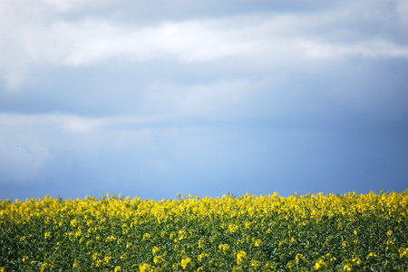 Rapeseed fieldの写真素材