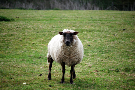 sheepの写真素材