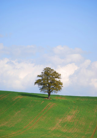 lone treeの写真素材