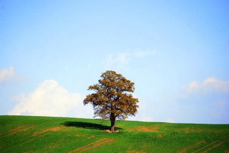 single tree