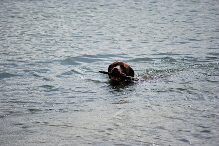 Labrador swimming