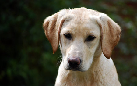 Labrador puppy 2