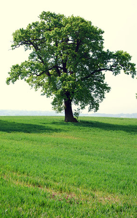 tree on a hillの写真素材
